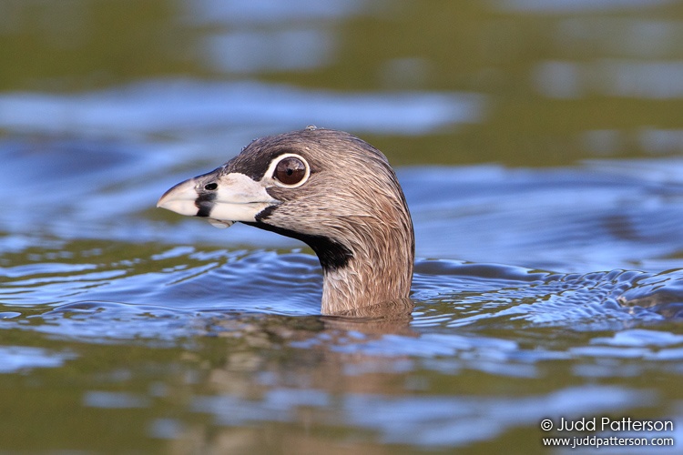 Pied-billed Grebe, St. Croix, United States